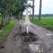 RUSAK PARAH: Jalan penghubung antardesa di Desa Jepangrejo rusak parah.( Istimewa I Harianmuria.com )