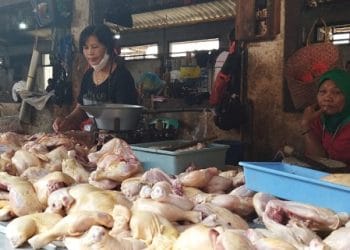Harga Daging Ayam di Pati Naik