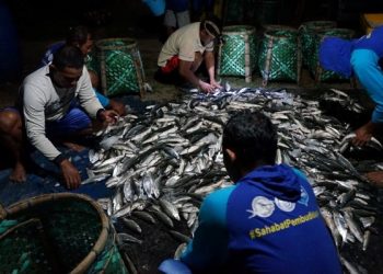 PANEN: Petambak saat panen ikan bandeng.( Istimewa I Harianmuria.com )