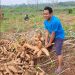Panen : Anggota DPRD Jepara Purwanto memanen singkong di Desa Tubanan Kecamatan Kemvang Jepara. (Muslichul Basid/Harianmuria.com)