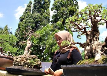 MEMPESONA: Salah satu pengunjung yang hadir dalam Pameran bertajuk Pesona Bonsai Samin Blora, Senin (12/9). ( Istimewa I Harianmuria.com )