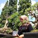 MEMPESONA: Salah satu pengunjung yang hadir dalam Pameran bertajuk Pesona Bonsai Samin Blora, Senin (12/9). ( Istimewa I Harianmuria.com )