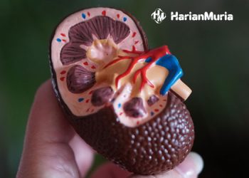 Ilustrasi organ ginjal yang ada di dalam tubuh. (Unsplash/Harianmuria.com)