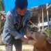MEWABAH: Ilustrasi sapi milik warga di Rembang yang terjangkit PMK tahun lalu. (R Teguh Wibowo/Harianmuria.com)