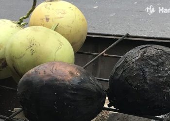 Kelapa bakar. (Instagram @memo_bali/Harianmuria.com)