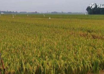 Potret padi yang puso akibat banjir di Kudus. (Antara/Harianmuria.com)