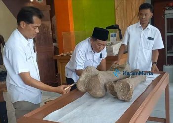 KONSERVASI: Petugas melakukan konservasi fosil gajah stegodon yang ditemukan di Situs Kedung Wedus Desa Kapuan, Kecamatan Cepu, Kabupaten Blora baru-baru ini. (Istimewa/Harianmuria.com)