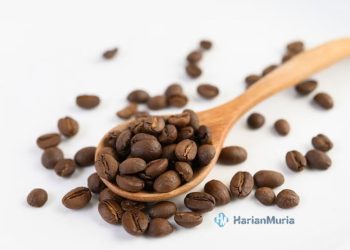 Ilustrasi biji kopi. (Freepik/Harianmuria.com)