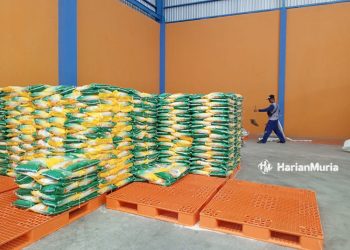 MENUMPUK: Tumpukan puluhan ton beras di gudang Bulog cabang Pati bersiap untuk diedarkan beberapa waktu lalu. (Arif Febriyanto/Harianmuria.com)