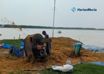 PANEN: Petani di Desa Widorokandang, Kecamatan/Kabupaten Pati panen dini untuk menghindari gagal panen karena sawah terendam banjir. (Arif Febriyanto/Harianmuria.com)