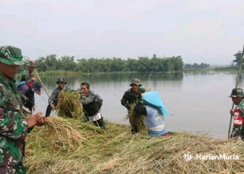 DPRD Pati Ungkap Alasan Gen Z Tak Minat Jadi Petani - Harianmuria Petani yang dibantu anggota TNI saat memanen padi di tengah kepungan banjir di Desa Purworejo, Kecamatan/Kabupaten Pati belum lama ini. (Pendim Pati/Harianmuria.com)