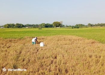 Seorang petani di Desa Karangrejo, Kecamatan Pucakwangi, Kabupaten Pati terpaksa memotong tanaman padinya yang mati akibat tak teraliri air, Sabtu 18 Mei 2024.(Setyo Nugroho/Harianmuria.com)