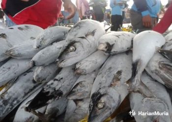 Komisi B DPRD Pati Dorong Pemkab Berdayakan Potensi Hasil Laut - Harianmuria ILUSTRASI: Hasil tangkapan ikan nelayan Kabupaten Pati. (Antara/Harianmuria.com)