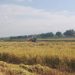 PANAN RAYA: Alat mesin pertanian saat digunakan untuk memanen padi diblahan milik petani Desa Bumiharjo, Kecamatan Winong, Pati. (Arif Febriyanto/Harianmuria.com)