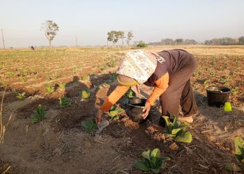 Lahan Sawah Kering, Petani di Pati Beralih Tanam Tembakau 