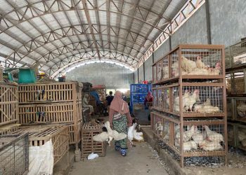 Pedagang Pasar Baru Kudus Keluhkan Jam Operasional PKL Unggas - Harianmuria Pedagang Pasar Baru Kudus Keluhkan Jam Operasional PKL Unggas