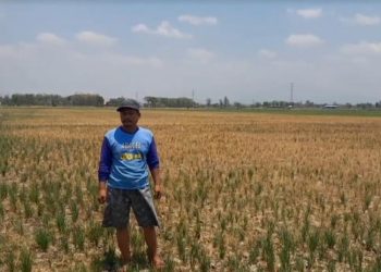 Pemkab Pati Diminta Perhatikan Kendala Petani, Ali Badrudin: Tidak Hanya Masalah Pupuk