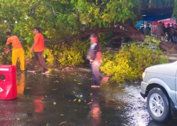 Proses evakuasi pohon tumbang oleh BPBD Kabupaten Blora. (Dok. BPBD Blora/Harianmuria.com)