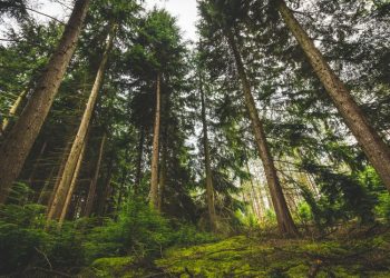 Dugaan Illegal Logging, Cekcok Petugas Perhutani KPH Randublatung Vs Petani Berujung Laporan Polisi - Harianmuria Dugaan Illegal Logging, Cekcok Petugas Perhutani KPH Randublatung Vs Petani Berujung Laporan Polisi