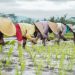 Ilustrasi petani mulai menanam padi saat musim tanam tiba. (Antara/Harianmuria.com)