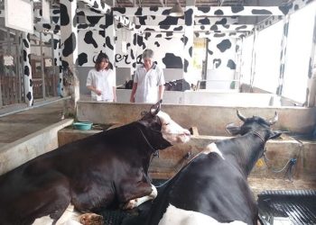 Tak Terserap, Peternak Susu Lokal di Kudus Merugi Imbas Pembatasan Kuota IPS