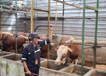 Seorang peternak di Kabupaten Semarang sedang melakukan sterilisasi di kandang sapi miliknya agar terbebas dari serangan PMK. Para peternak sapi mengeluhkan penjualan yang menurun. (Hesty Imaniar | Harianmuria.com)