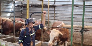 Seorang peternak di Kabupaten Semarang sedang melakukan sterilisasi di kandang sapi miliknya agar terbebas dari serangan PMK. Para peternak sapi mengeluhkan penjualan yang menurun. (Hesty Imaniar | Harianmuria.com)