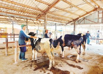 Seorang peternak sapi sedang memandikan ternaknya agar terbebas dari virus, belum lama ini. (Hesty Imaniar | Harianmuria.com)