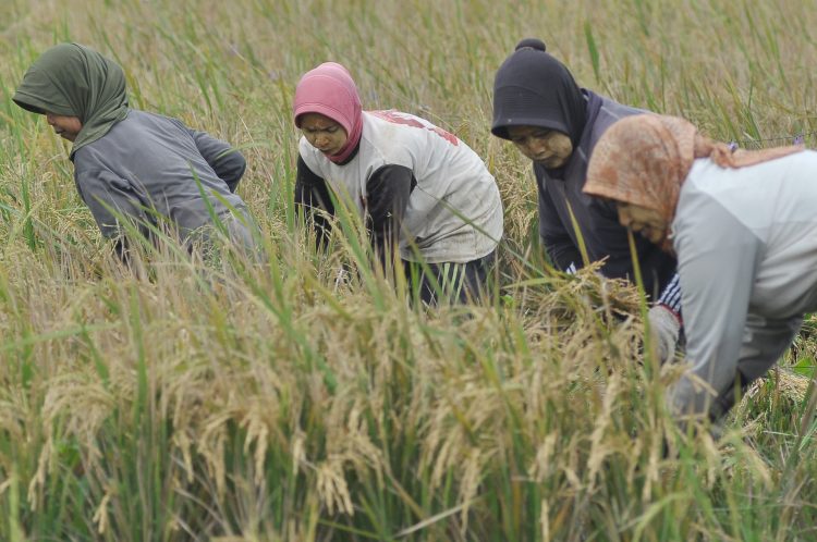 Sepanjang 2024, Dana Desa di Kudus Terserap 100 Persen - Harianmuria DANA DESA