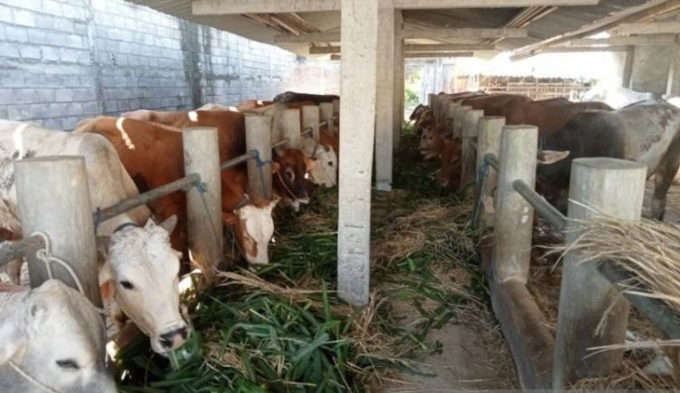 Sapi-sapi di peternakan nampak lahap memakan rumputnya, belum lama ini. Diketahui Kementan akan mendatangkan ratusan ribu sapi ke Indonesia untuk mendukung swasembada pangan.