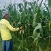 JAGUNG