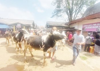 Seorang peternak sapi hendak menjual sapinya di pasar hewan di Kecamatan Bawen, Kabupaten Semarang, belum lama ini. (Hesty Imaniar | Harianmuria/com)