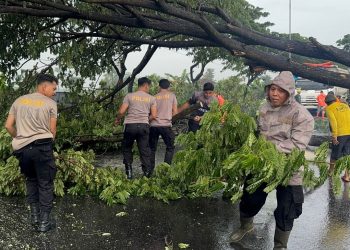 Anggota Polresta Pati menyingkirkan batang pohon yang tumbang merintangi jalan. (Setyo Nugroho/Harianmuria.com)