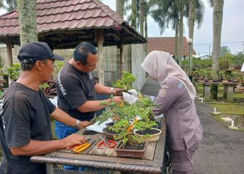 Petugas mengecek tanaman bonsai untuk pasar ekspor. (Dok. Karantina Jateng/Harianmuria.com)