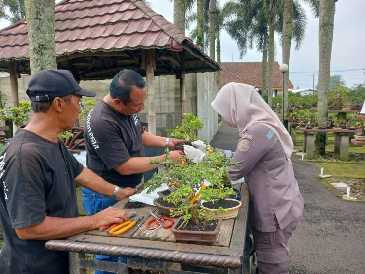 Petugas mengecek tanaman bonsai untuk pasar ekspor. (Dok. Karantina Jateng/Harianmuria.com)
