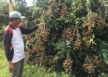 Petani menunjukkan buah kelengkeng yang ditanamnya. (Istimewa/Harianmuria.com)