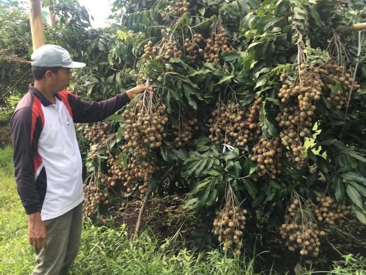 Petani menunjukkan buah kelengkeng yang ditanamnya. (Istimewa/Harianmuria.com)