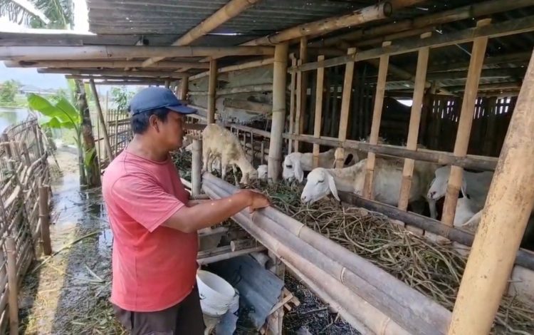 Seorang peternak di Desa Payaman, Mejobo, Kudus memberi makan kambingnya. (Fahtur Rohman/Harianmuria.com)