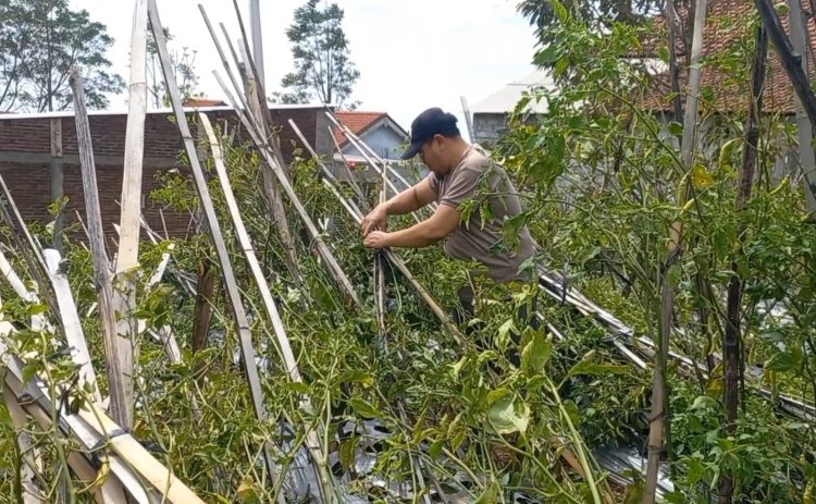 Tanaman cabai di Kecamatan Bandungan, Kabupaten Semarang yang rusak akibat terjangan angin kencang. (Hesty Imaniar/Harianmuria.com)