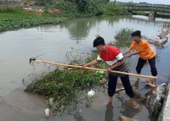 Minimalisir Banjir Masuk Pemukiman, Warga Juwana dan Mahasiswa Bersihkan Sungai