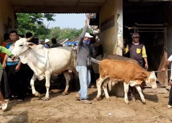 Sejumlah pedagang sapi di Pasar Hewan Pamotan, Rembang, membawa ternak mereka keluar dari pasar imbas adanya penutupan pasar mulai. (Vicky Rio | Harianmuria.com)