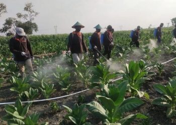 Lahan pertanian tembakau di Blora. (Dok. DP4 Blora/Harianmuria.com)