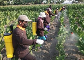 Petani di Blora merawat tanaman tembakau. (Dok. DP4 Blora/Harianmuria.com)