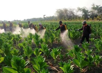 Petani tembakau di Blora menyirami tanamannya. (Eko Wicaksono/Harianmuria.com)
