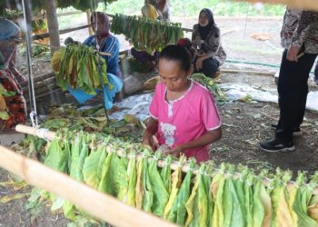 Buruh tani di Blora mengeringkan daun tembakau. (Eko Wicaksono/Harianmuria.com)