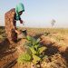 Petani tembakau di Pucakwangi, Pati menyirami tanamannya beberapa waktu lalu. (Setyo Nugroho/Harianmuria.com)