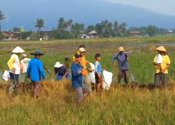 Petani dan elemen masyarakat melakukan gropyokan massal untuk membasmi hama tikus di lahan persawahan Desa Sraten, Kecamatan Tuntang, Kabupaten Semarang. (Hesty Imaniar/Harianmuria.com)