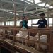 Pengurus domba di kandang peternakan Dompet Dhuafa Farm di Kendal melakukan pengecekan pada domba. (Arvian Maulana/Harianmuria.com)