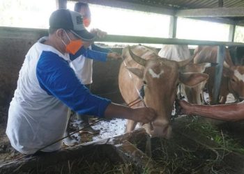 Petugas Dinperpa Kota Pekalongan memeriksa kondisi kesehatan hewan ternak yang akan dijadikan kurban menjelang Iduladha 2025. (Fahri Akbar/Harianmuria.com)