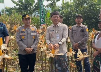 Bupati Kudus Sam’ani Intakoris dan Kapolres Kudus AKBP Heru Dwi Purnomo melakukan panen jagung di Desa Terban, Kecamatan Jekulo, Kamis (15/5/2025). (Fahtur Rohman/Harianmuria.com)